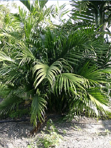 Cataractarum Palm 3G []